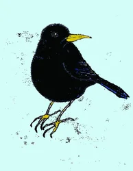 Amsel, 2009